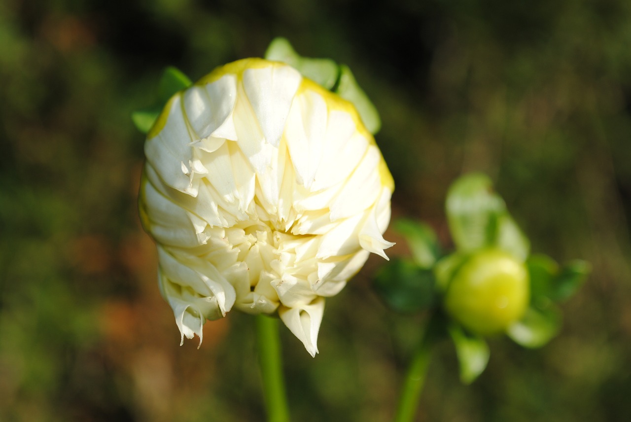 Dahlia, Balta, Uždaryta, Gėlė, Sodas, Pavasaris, Vasara, Gamta, Augalas, Žiedlapis