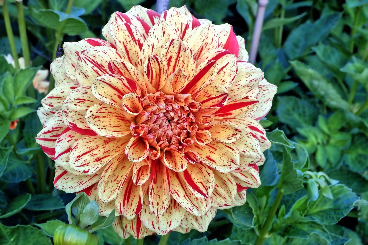 Dahlia, Georgine, Kompozitai, Gėlių Sodas, Gėlės, Gėlė, Žiedas, Žydėti, Dekoratyvinė Gėlė, Nemokamos Nuotraukos