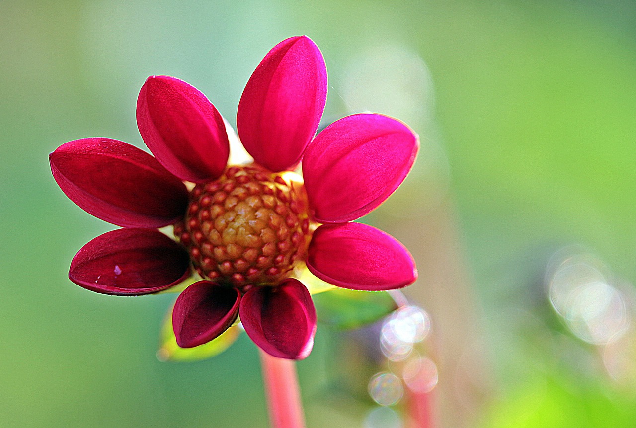 Dahlia, Gėlė, Kompozitai, Dahlia Sodas, Žiedas, Žydėti, Atviras, Sodo Augalas, Augalas, Violetinė