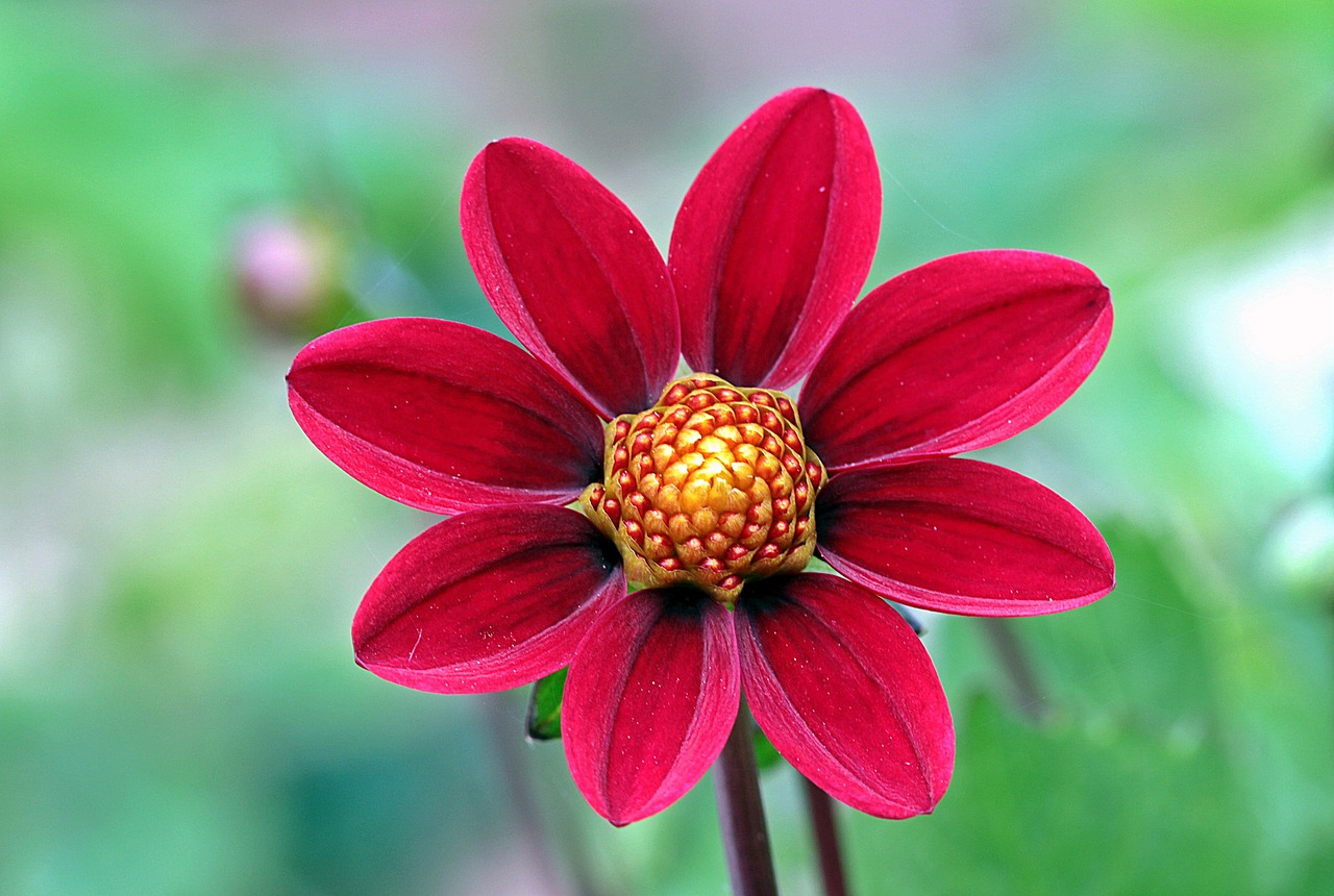 Dahlia, Gėlė, Kompozitai, Dahlia Sodas, Žiedas, Žydėti, Atviras, Sodo Augalas, Augalas, Violetinė