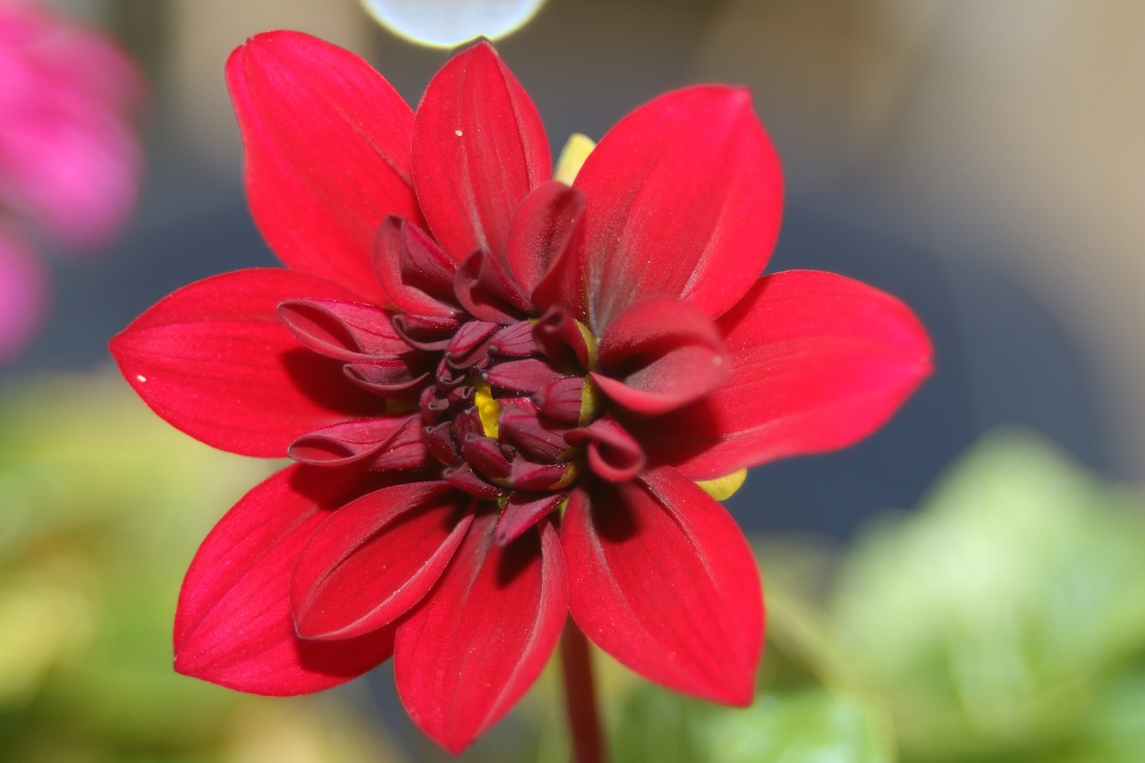 Dahlia, Raudona, Žiedas, Žydėti, Augalas, Dahlio Gėlė, Gėlė, Nemokamos Nuotraukos,  Nemokama Licenzija