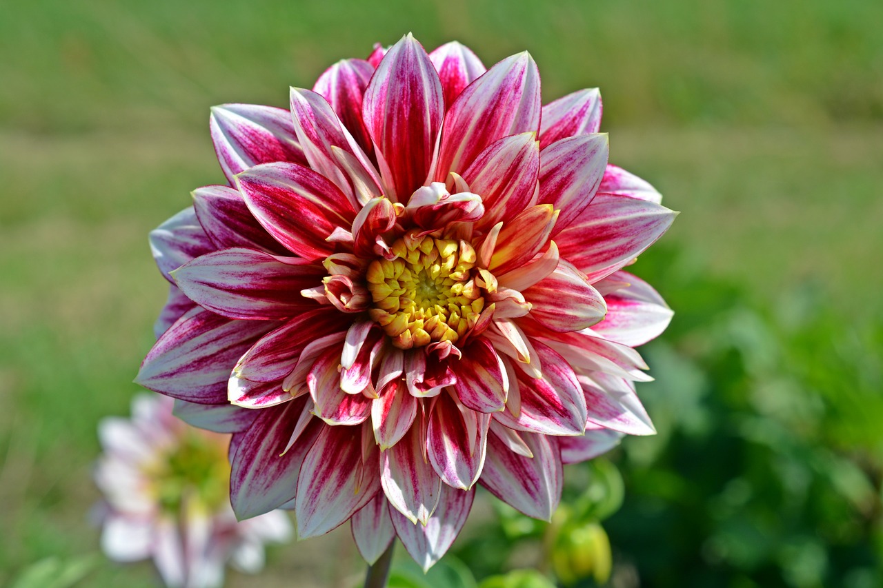 Dahlia, Žiedas, Žydėti, Gėlė, Balta, Raudona, Sodo Augalas, Augalas, Gėlių Sodas, Gamta