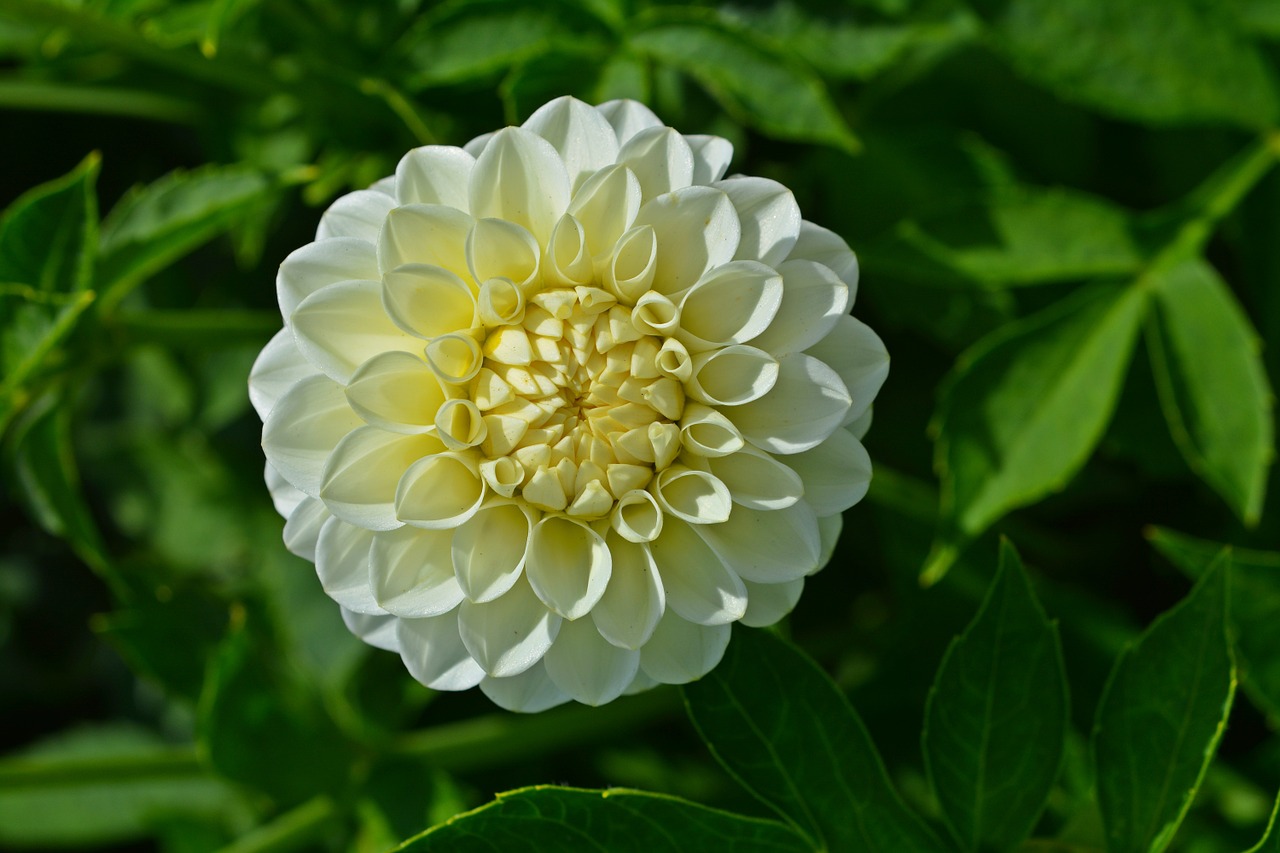 Dahlia, Žiedas, Žydėti, Gėlė, Balta, Sodo Augalas, Augalas, Gėlių Sodas, Gamta, Vasara