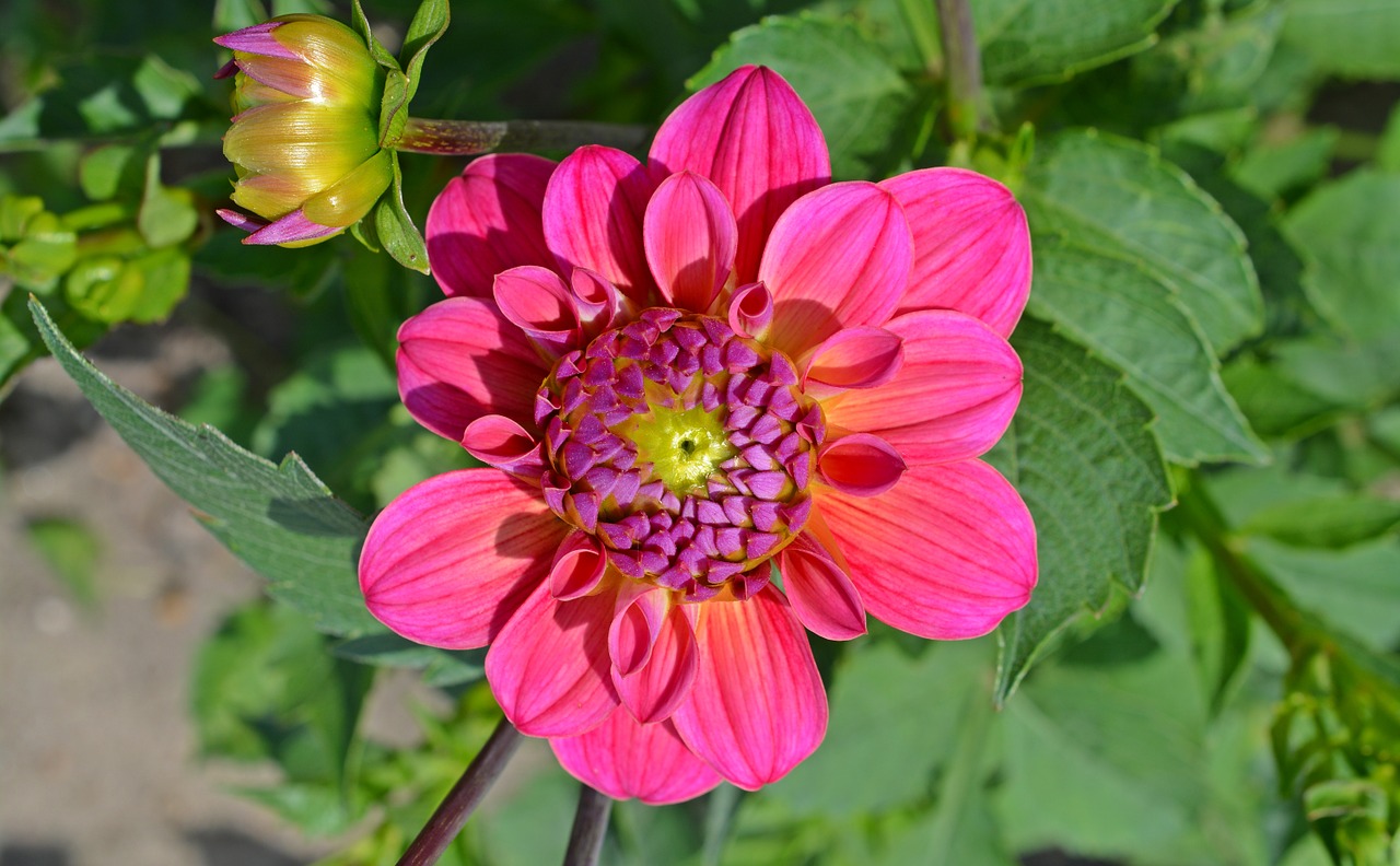 Dahlia, Žiedas, Žydėti, Gėlė, Rožinis, Sodo Augalas, Augalas, Gėlių Sodas, Nemokamos Nuotraukos,  Nemokama Licenzija