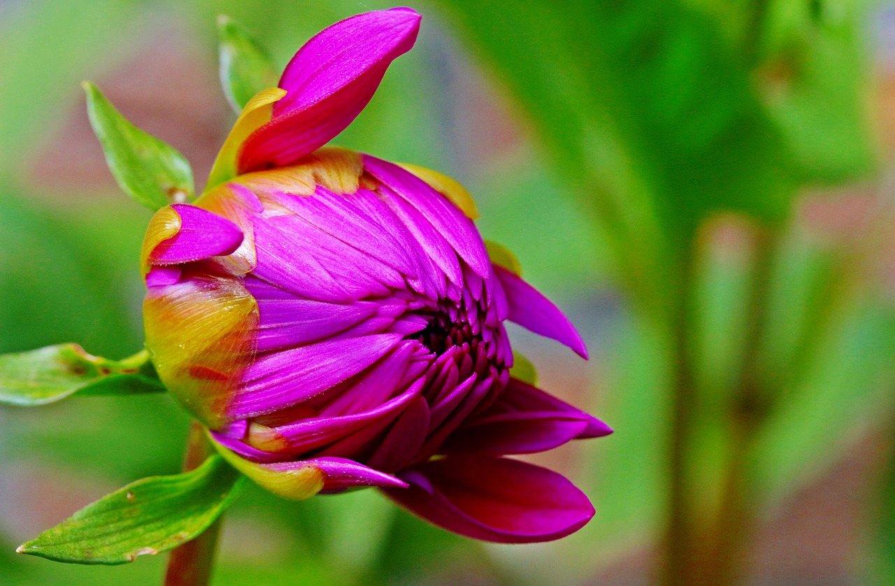 Dahlia, Gėlė, Kompozitai, Dahlia Sodas, Žiedas, Žydėti, Atviras, Sodo Augalas, Augalas, Rožinis