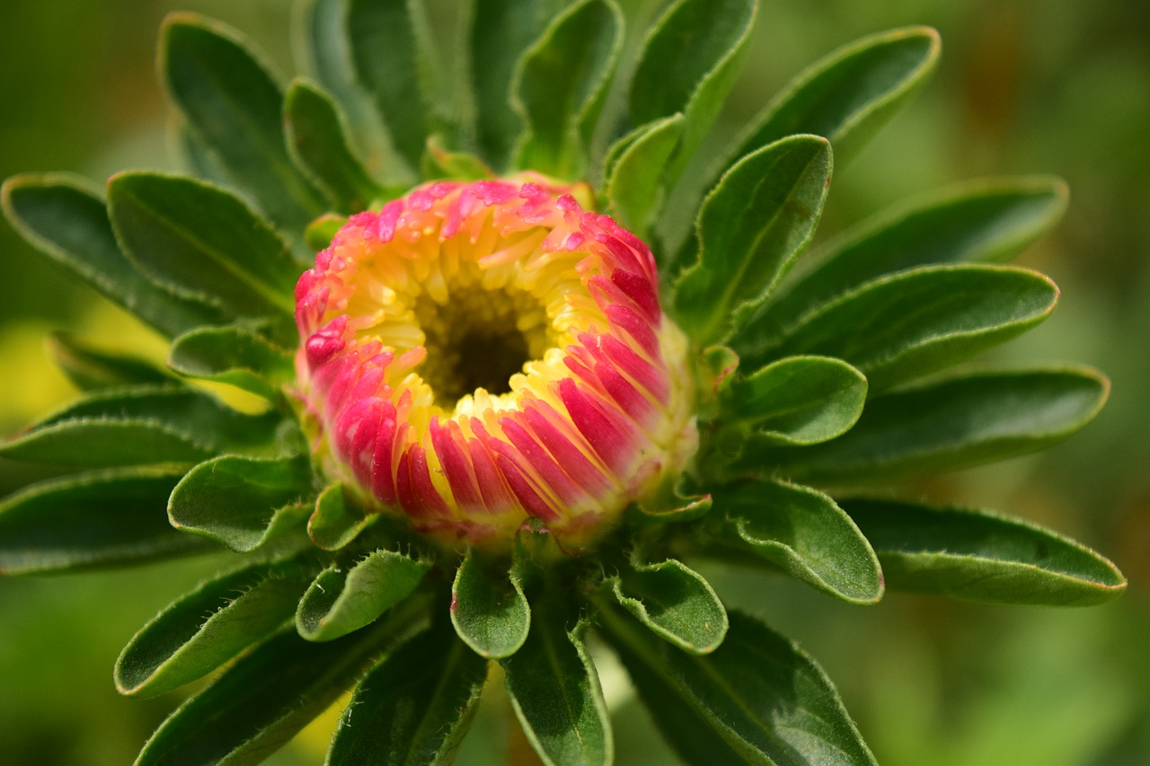 Dahlia, Žiedas, Žydėti, Gėlė, Raudona, Sodo Augalas, Dahlia Sodas, Augalas, Budas, Atvirukas