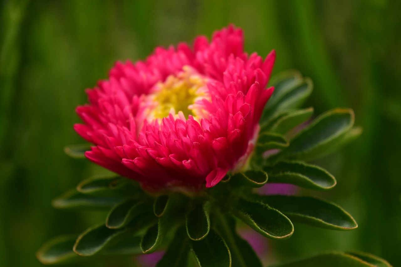 Dahlia, Budas, Gėlė, Žiedas, Žydėti, Kompozitai, Gėlių Sodas, Dekoratyvinė Gėlė, Uždaryti, Atvirukas