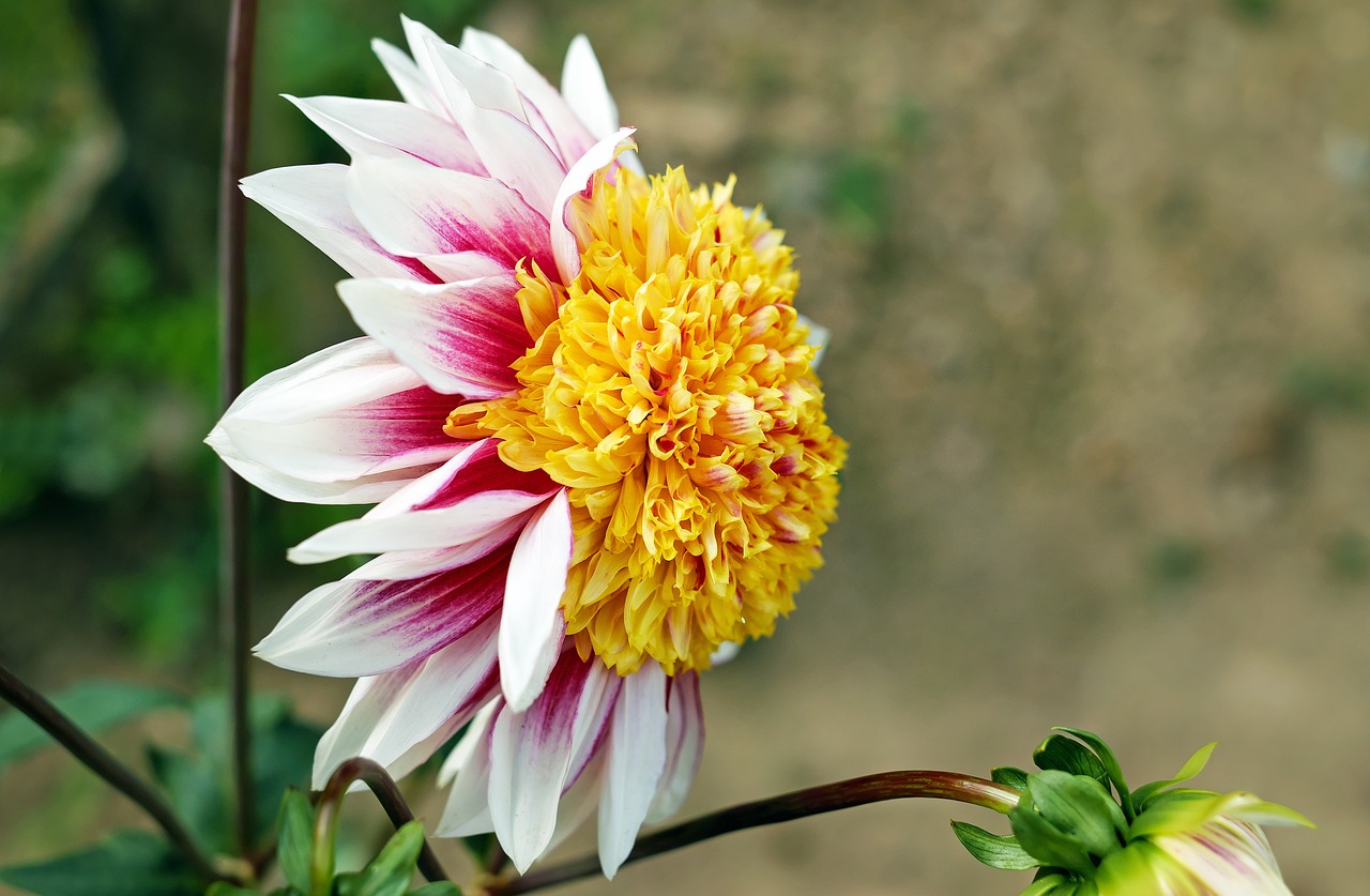 Dahlia, Gėlė, Žiedas, Žydėti, Gėlės, Spalvinga, Sodo Augalas, Nemokamos Nuotraukos,  Nemokama Licenzija