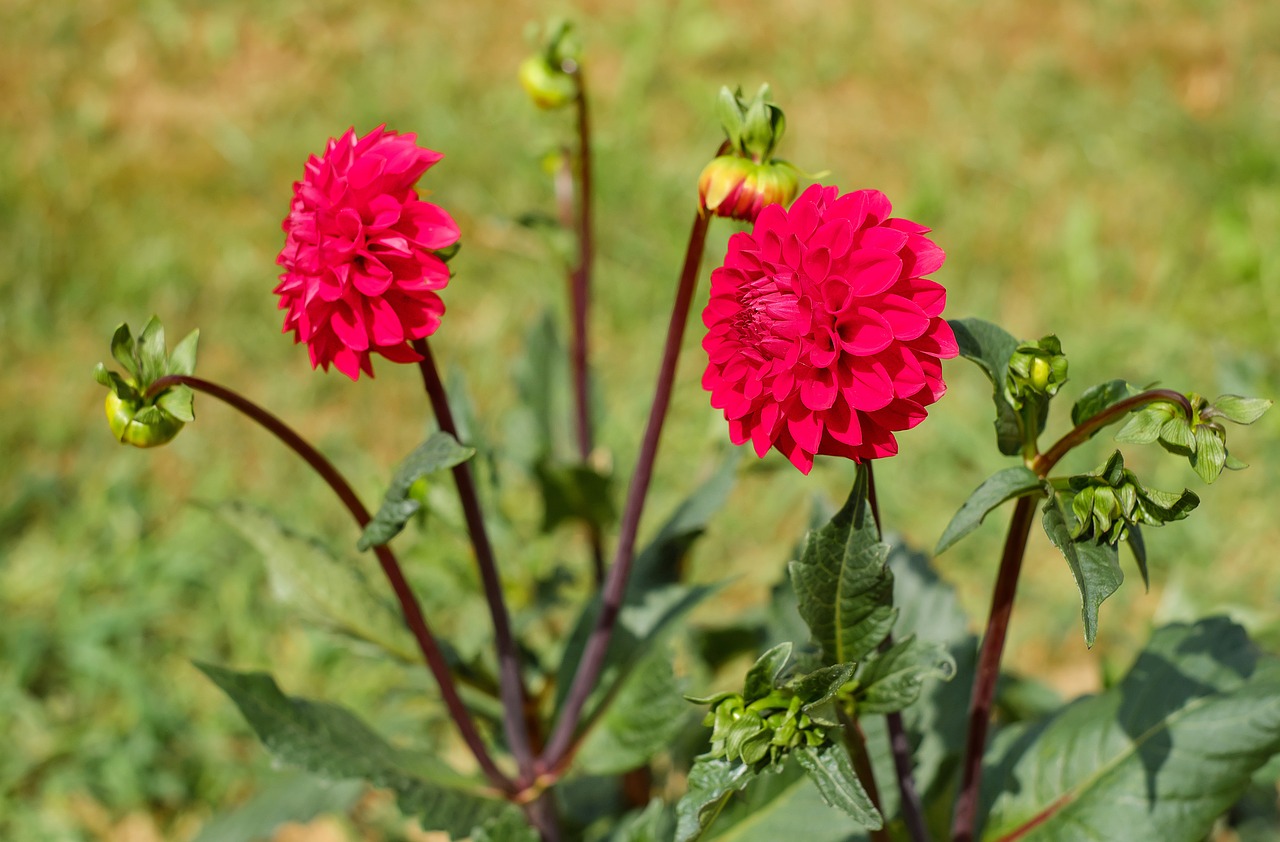 Dahlia, Gėlės, Žydėti, Raudona, Dekoratyvinis Augalas, Gamta, Nemokamos Nuotraukos,  Nemokama Licenzija