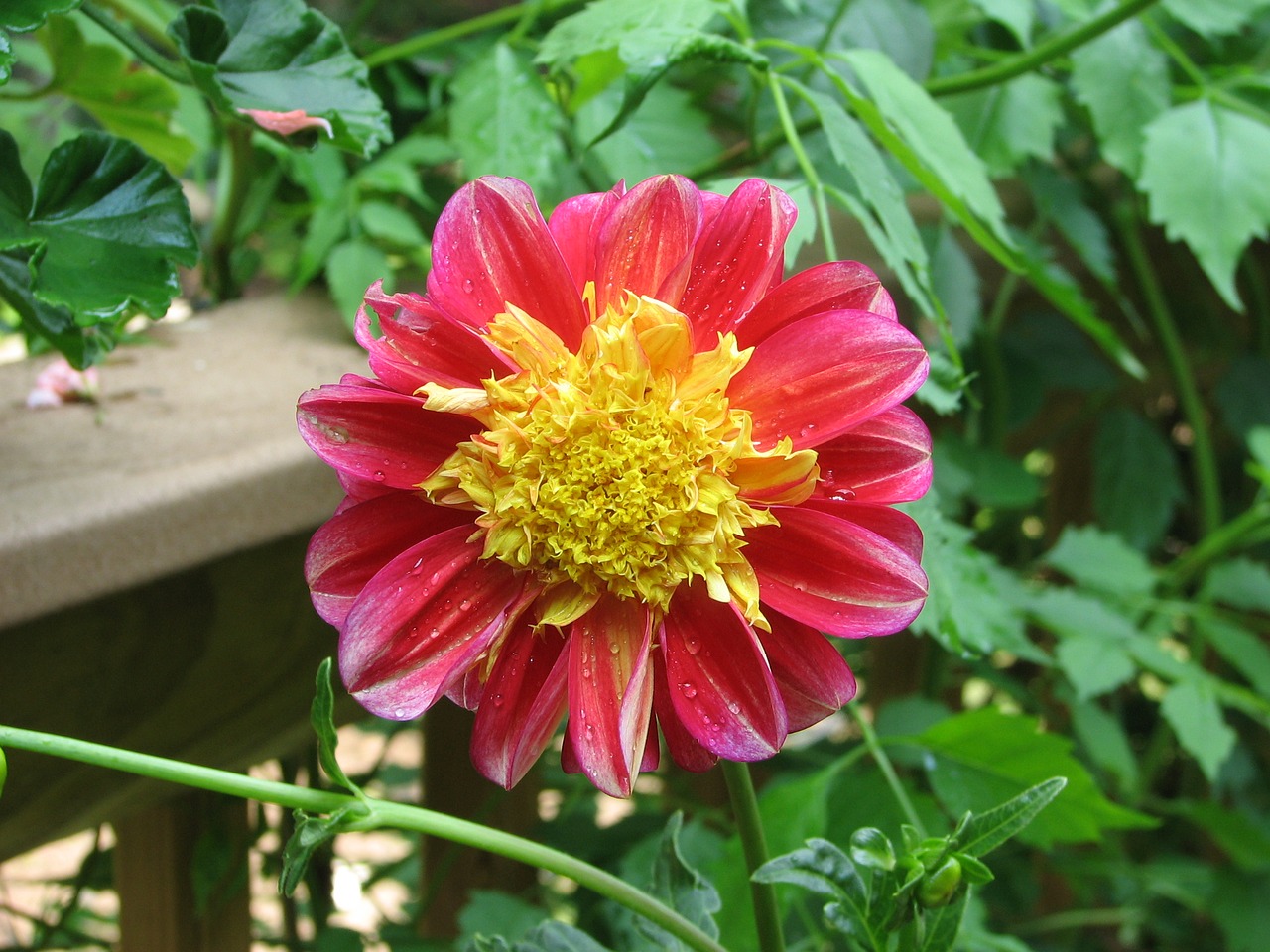 Dahlia, Gėlė, Žiedas, Žydi, Žiedlapiai, Augalas, Metinis, Vasara, Rožinis, Geltona