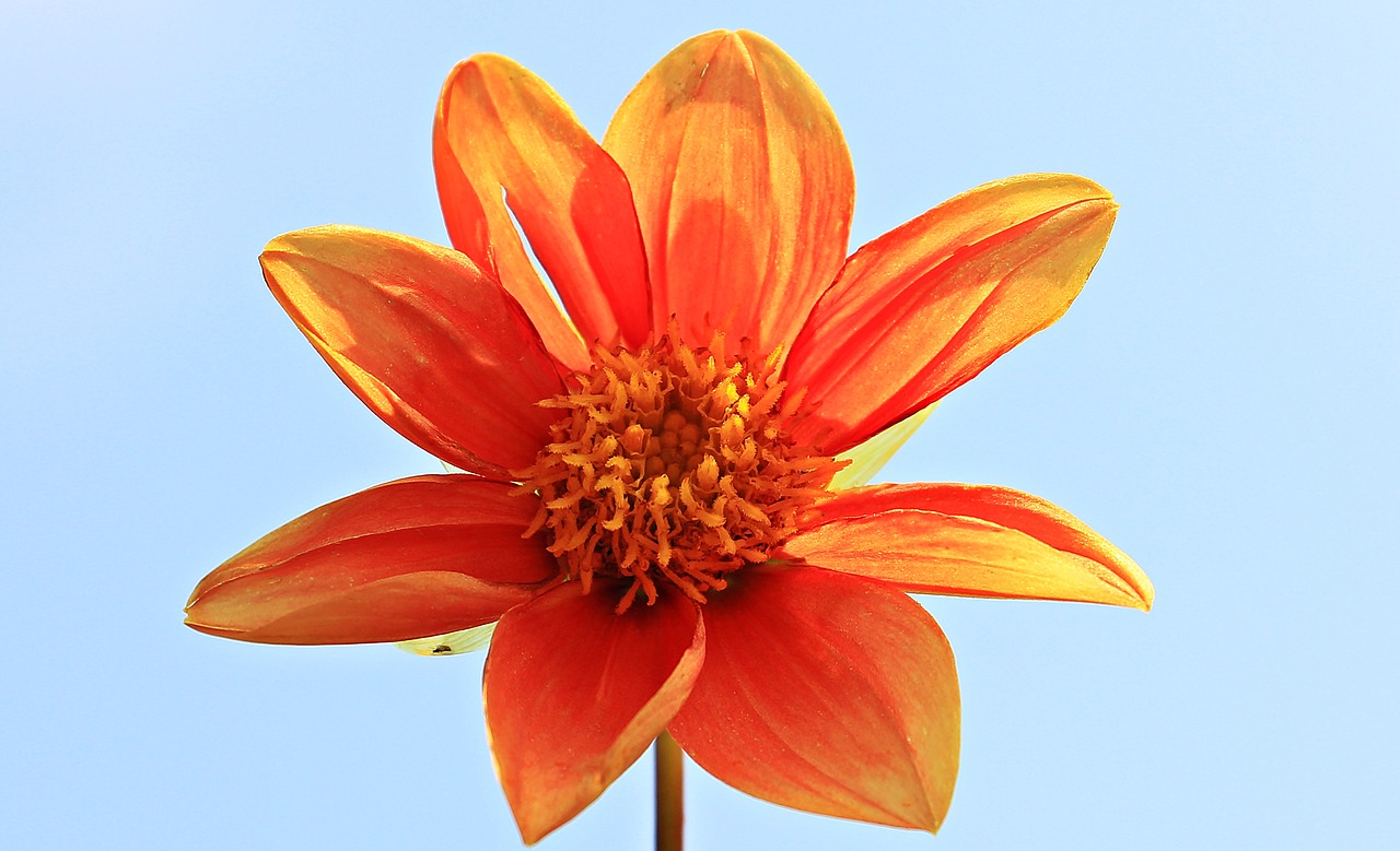 Dahlia, Gėlė, Žiedas, Žydėti, Oranžinė, Gamta, Augalas, Gražus, Flora, Oranžinė Gėlė