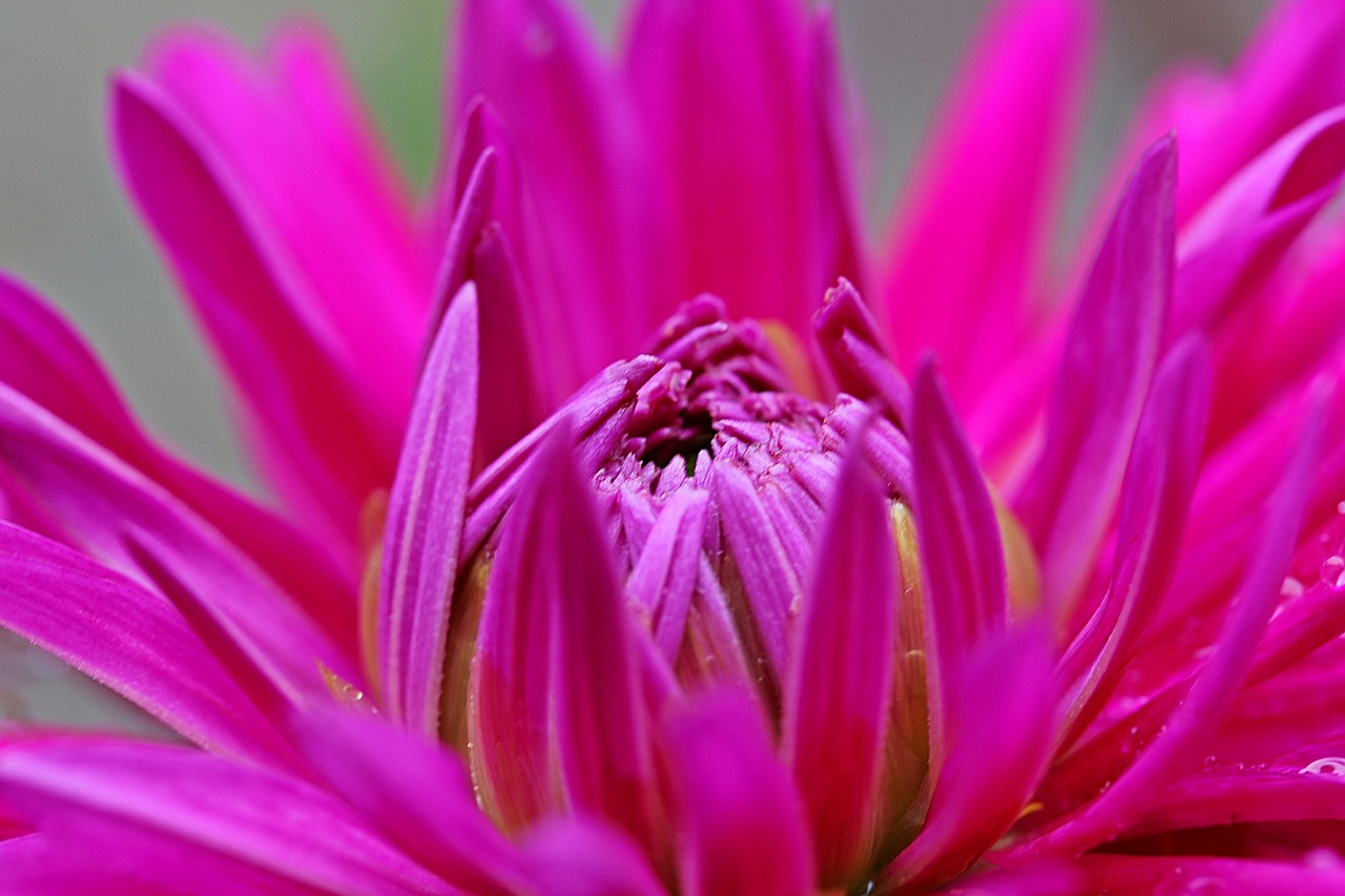 Dahlia, Gėlė, Kompozitai, Dahlia Sodas, Žiedas, Žydėti, Atviras, Sodo Augalas, Augalas, Rožinis