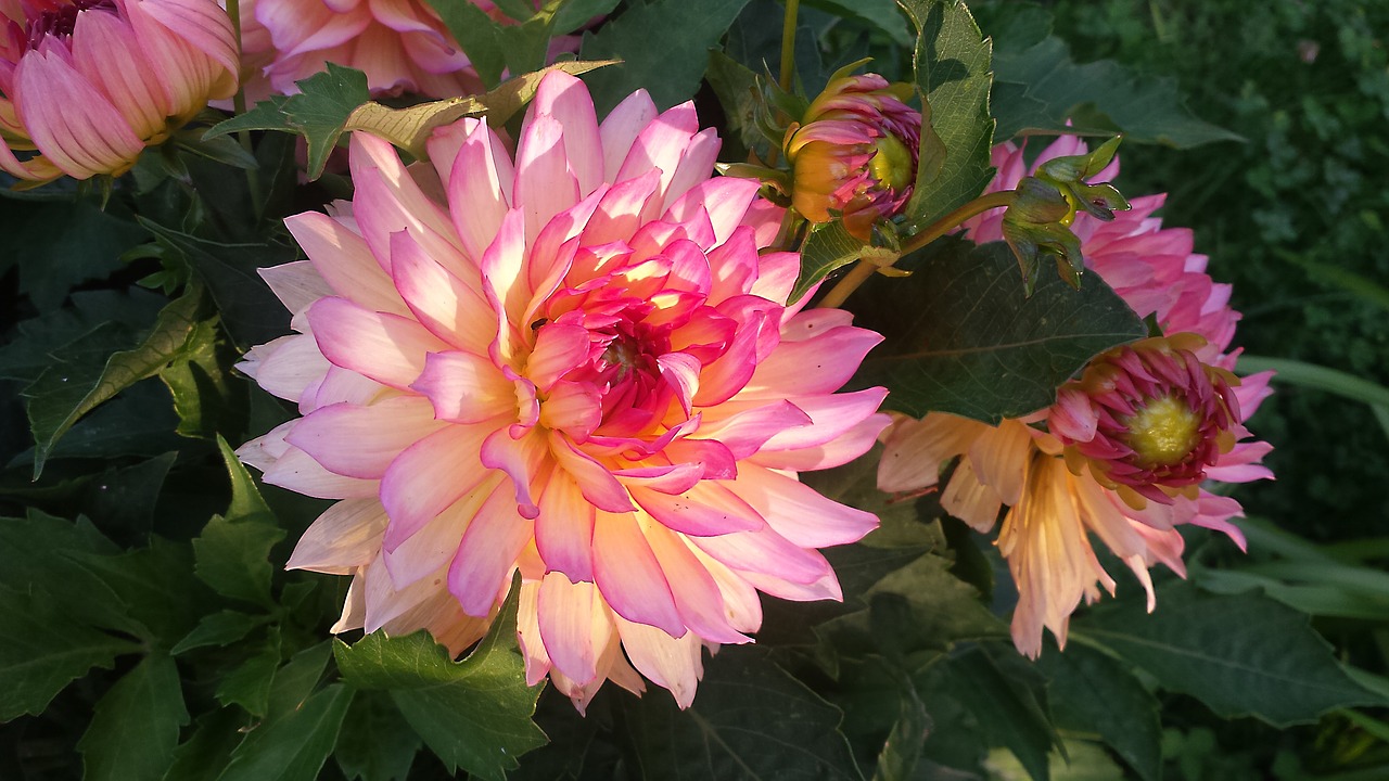 Dahlia, Dahlio Gėlė, Sodo Augalas, Dahlia Sodas, Augalas, Žiedas, Žydėti, Gėlė, Nemokamos Nuotraukos,  Nemokama Licenzija