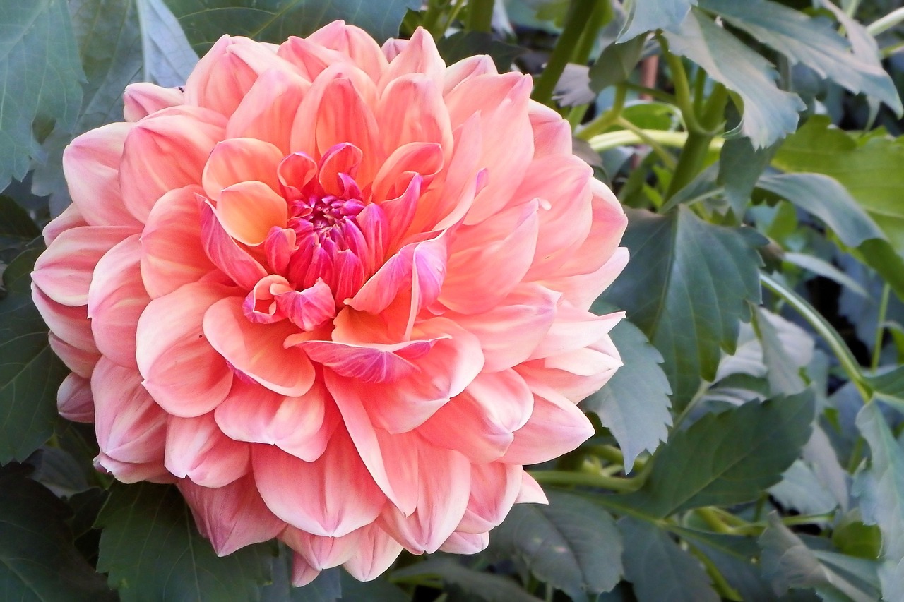 Dahlia, Žiedas, Žydėti, Gėlė, Sodo Augalas, Dahlia Sodas, Rudens Gėlė, Nemokamos Nuotraukos,  Nemokama Licenzija