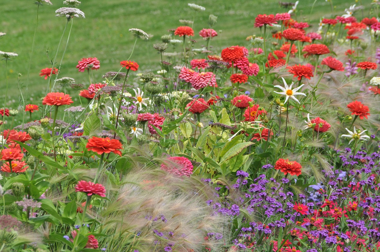 Dahlia, Gėlė, Flora, Žiedas, Žydėti, Vasaros Pabaigoje, Žydėti, Gamta, Lova, Augalas