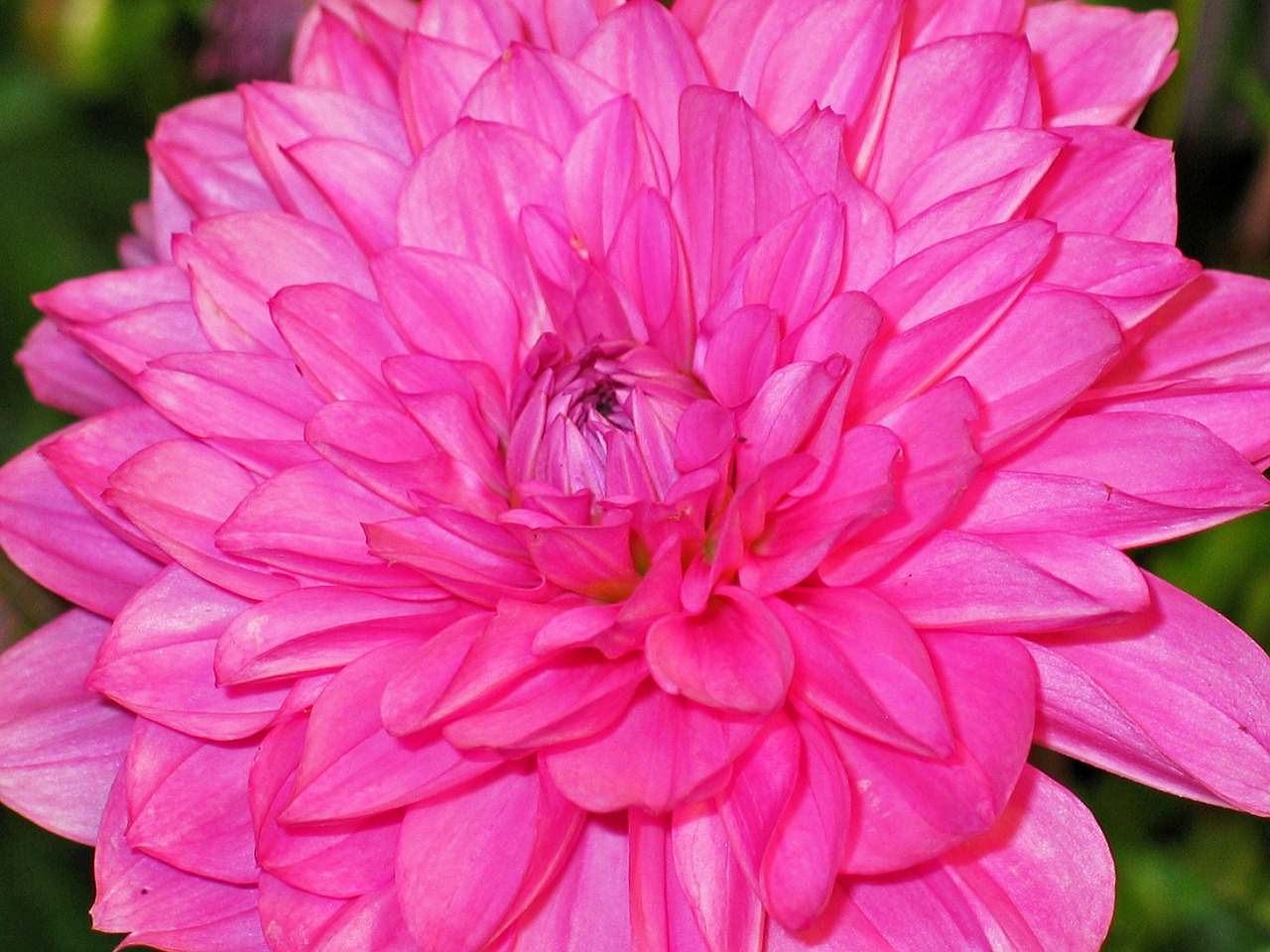 Dahlia, Dahlias Sodas, Rožinis, Žiedas, Žydėti, Gėlė, Gamta, Augalas, Žydėti, Sodas