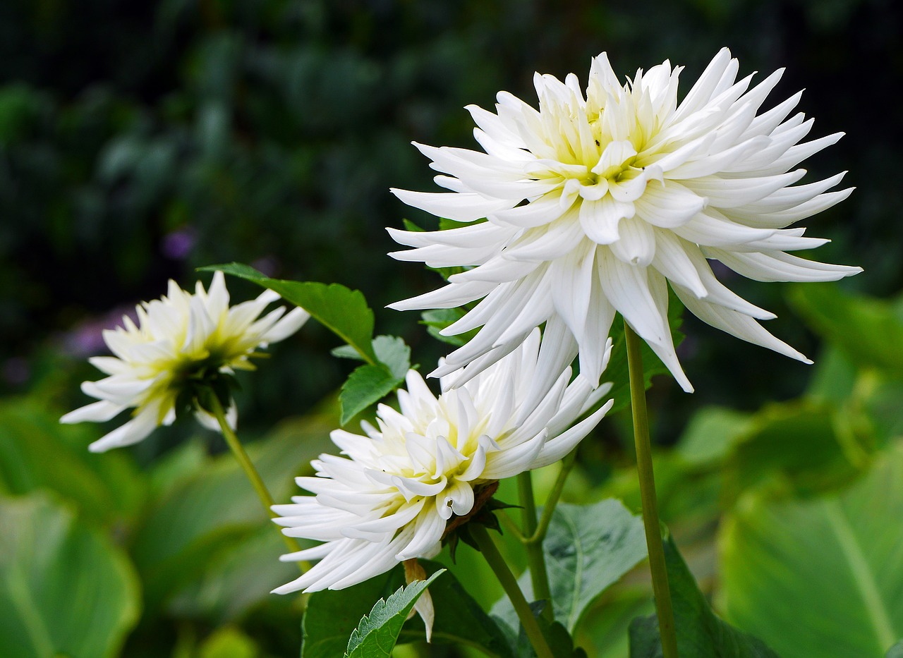 Dahlia, Balta, Vasaros Pabaigoje, Sodrus, Žiedas, Žydėti, Krūmas, Sodas, Augalas, Parkas