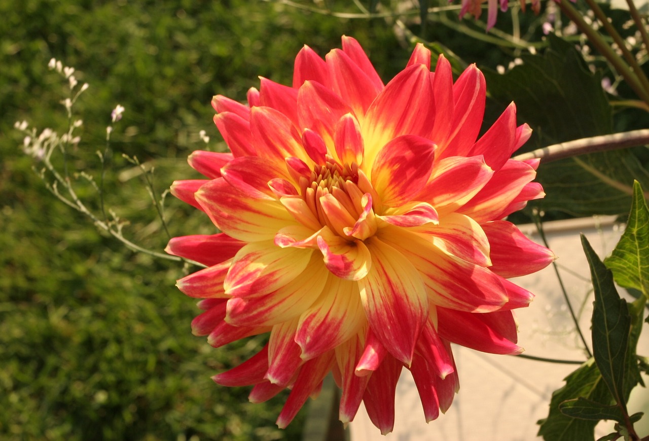 Dahlia, Gloire De Paris, Hibridas, Raudona Ir Geltona, Nemokamos Nuotraukos,  Nemokama Licenzija