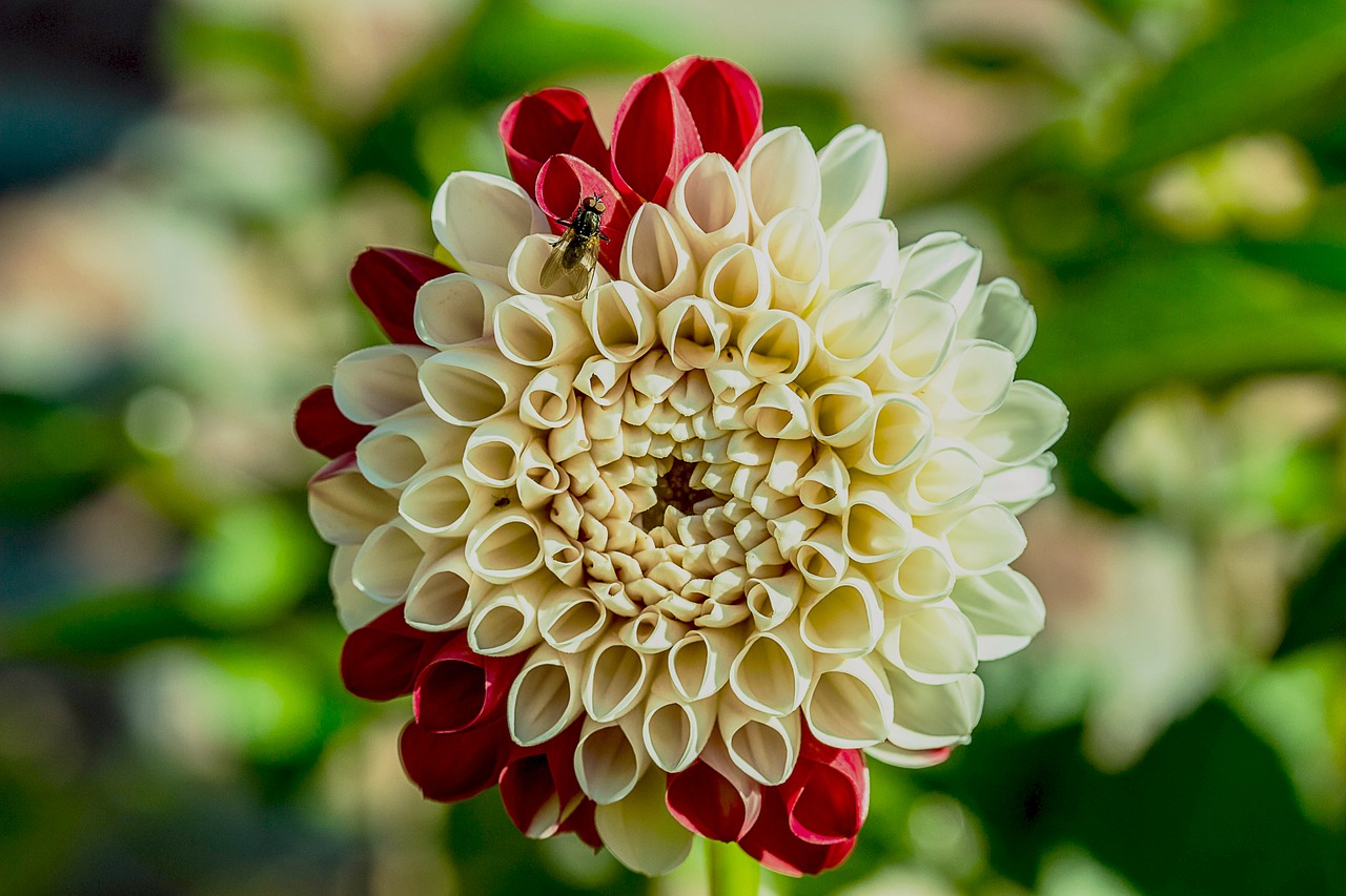 Dahlia, Gėlė, Kompozitai, Dahlia Sodas, Žiedas, Žydėti, Sodo Augalas, Augalas, Bi Spalva, Balta Rožinė