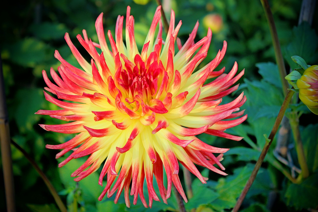 Dahlia, Žiedas, Žydėti, Dahlio Gėlė, Gėlė, Vasaros Pabaigoje, Dahlia Sodas, Nemokamos Nuotraukos,  Nemokama Licenzija