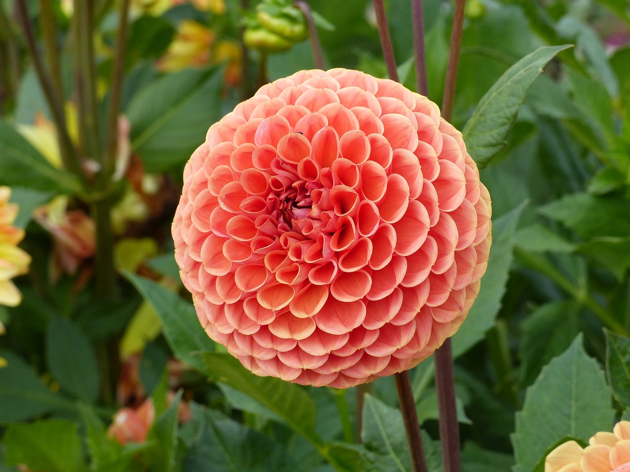 Dahlia, Pompom, Oranžinė, Gėlė, Augalas, Žalias, Vasara, Sodas, Nemokamos Nuotraukos,  Nemokama Licenzija