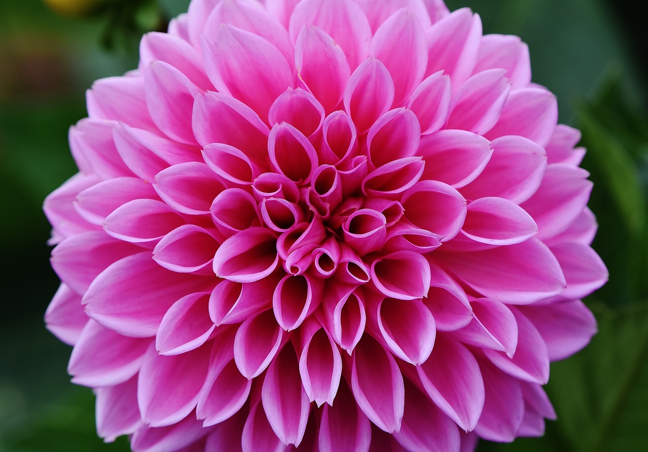 Dahlia, Dervos, Ruduo, Asteraceae, Gėlių Sodas, Dekoratyvinė Gėlė, Dahlia Sodas, Žiedas, Žydėti, Sodas