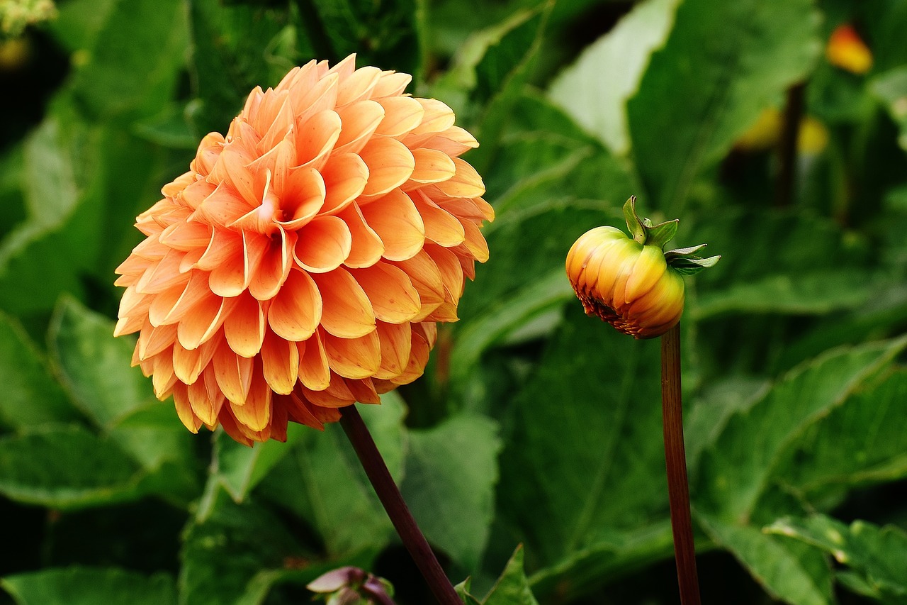 Dahlia, Dervos, Ruduo, Asteraceae, Gėlių Sodas, Dekoratyvinė Gėlė, Dahlia Sodas, Žiedas, Žydėti, Sodas