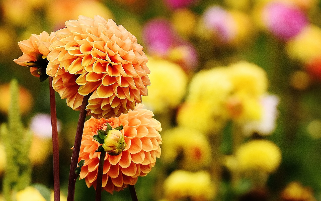 Dahlia, Dervos, Ruduo, Asteraceae, Gėlių Sodas, Dekoratyvinė Gėlė, Dahlia Sodas, Žiedas, Žydėti, Sodas