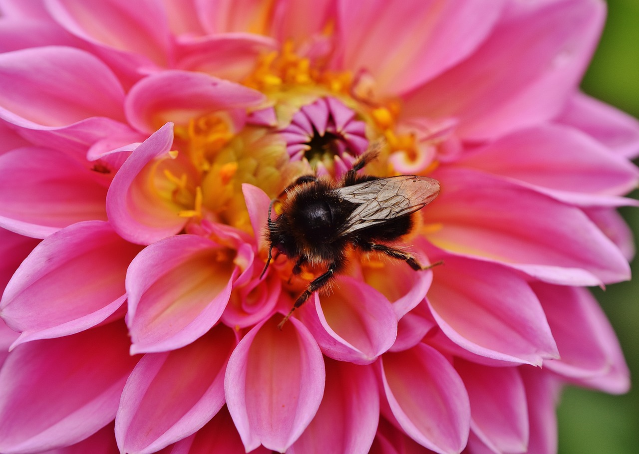 Dahlia, Hummel, Dervos, Ruduo, Asteraceae, Gėlių Sodas, Dekoratyvinė Gėlė, Dahlia Sodas, Žiedas, Žydėti