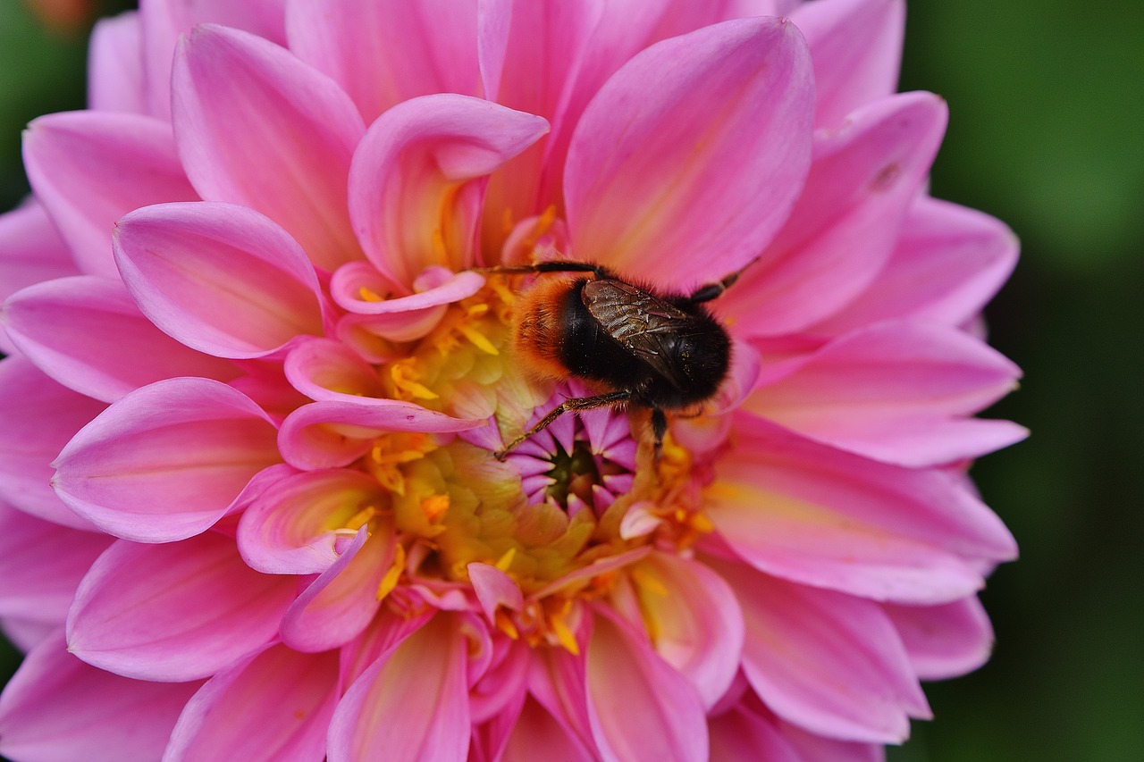 Dahlia, Hummel, Dervos, Ruduo, Asteraceae, Gėlių Sodas, Dekoratyvinė Gėlė, Dahlia Sodas, Žiedas, Žydėti