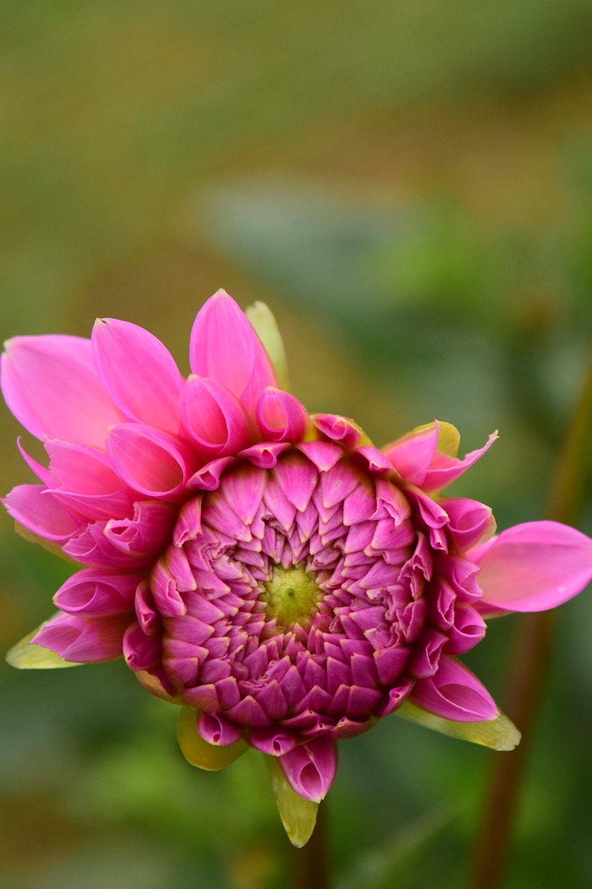 Dahlia, Žiedas, Žydėti, Gėlė, Rožinis, Dahlia Sodas, Sodo Augalas, Vasaros Pabaigoje, Gėlių Sodas, Šlapias