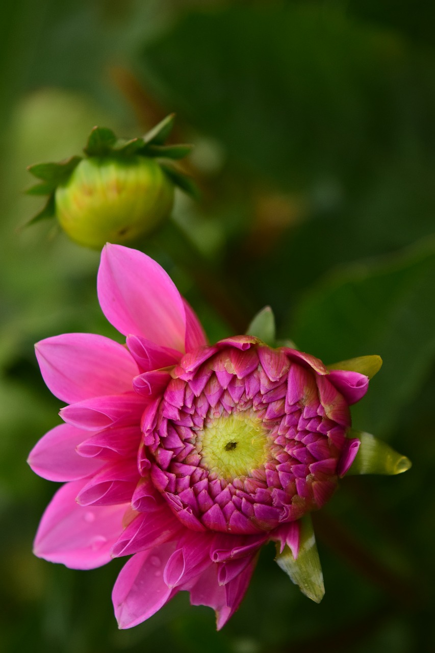 Dahlia, Žiedas, Žydėti, Gėlė, Rožinis, Dahlia Sodas, Sodo Augalas, Vasaros Pabaigoje, Gėlių Sodas, Šlapias