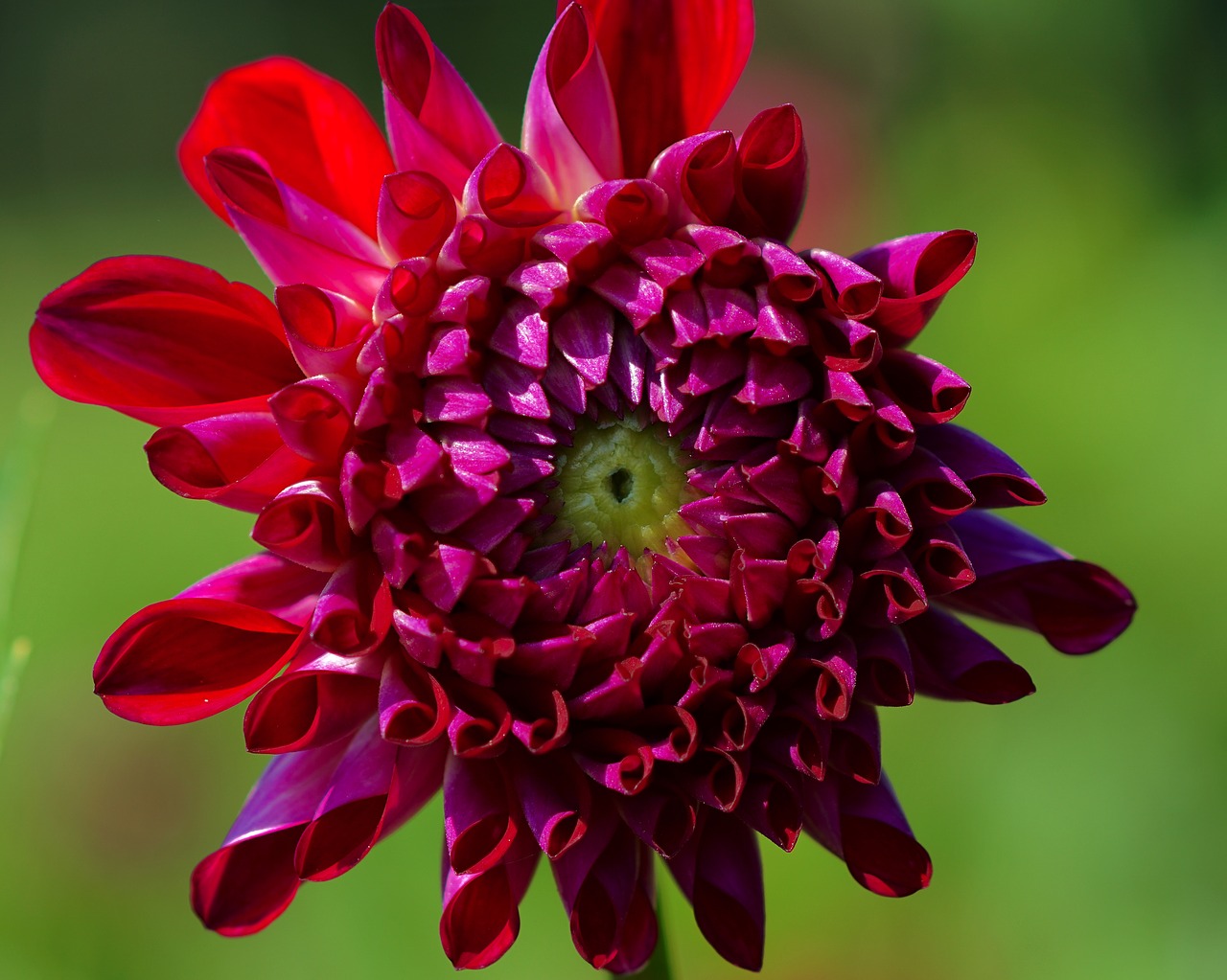 Dahlia, Raudona, Žiedas, Žydėti, Gėlė, Sodas, Gėlių Sodas, Sodo Augalas, Augalas, Dahlia Sodas