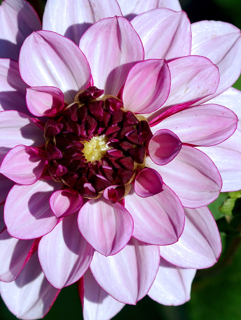 Dahlia, Violetinė, Gėlė, Žiedas, Žydėti, Dahlia Sodas, Gamta, Dekoratyvinis Augalas, Rožinis, Gėlių Sodas