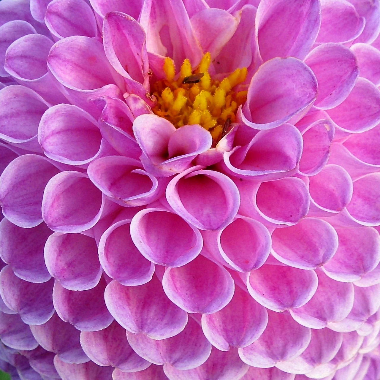 Dahlia, Dervos, Gėlės, Augalas, Gamta, Dalia, Makro, Sodas, Padidinti Vaizdą, Violetinė