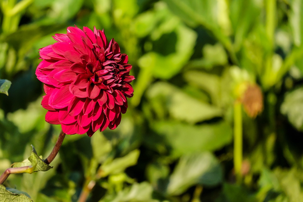 Dahlia, Gėlė, Žiedas, Žydėti, Gėlės, Ugnis, Rudens Gėlė, Vasaros Pabaigoje, Laukas, Nemokamos Nuotraukos