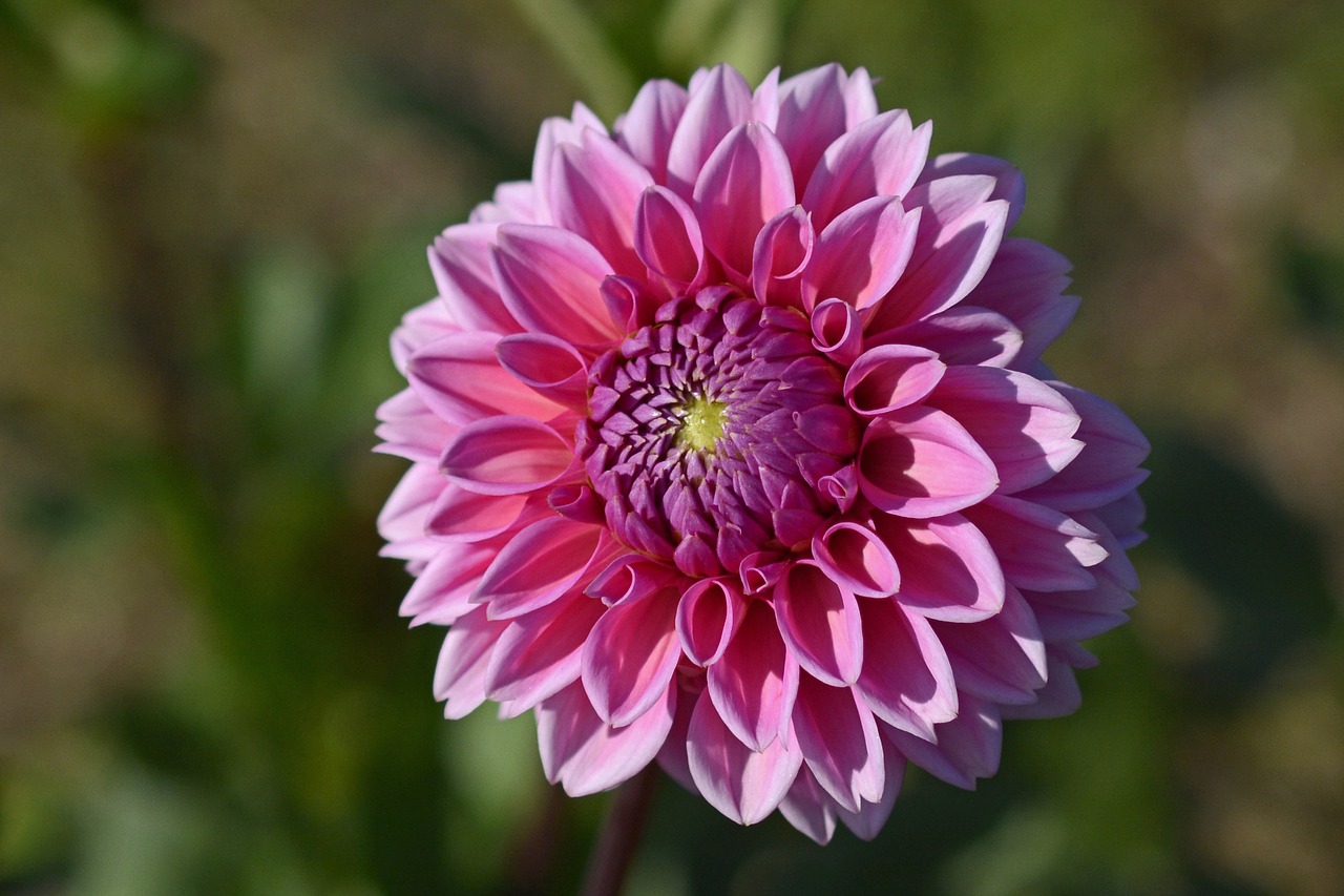 Dahlia, Gėlė, Žiedas, Žydėti, Dahlia Sodas, Vasaros Pabaigoje, Sodo Augalas, Dahlio Gėlė, Rudens Gėlė, Dekoratyvinis Augalas