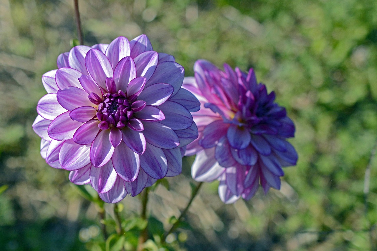 Dahlia, Gėlė, Žiedas, Žydėti, Dahlia Sodas, Vasaros Pabaigoje, Sodo Augalas, Dahlio Gėlė, Rudens Gėlė, Dekoratyvinis Augalas