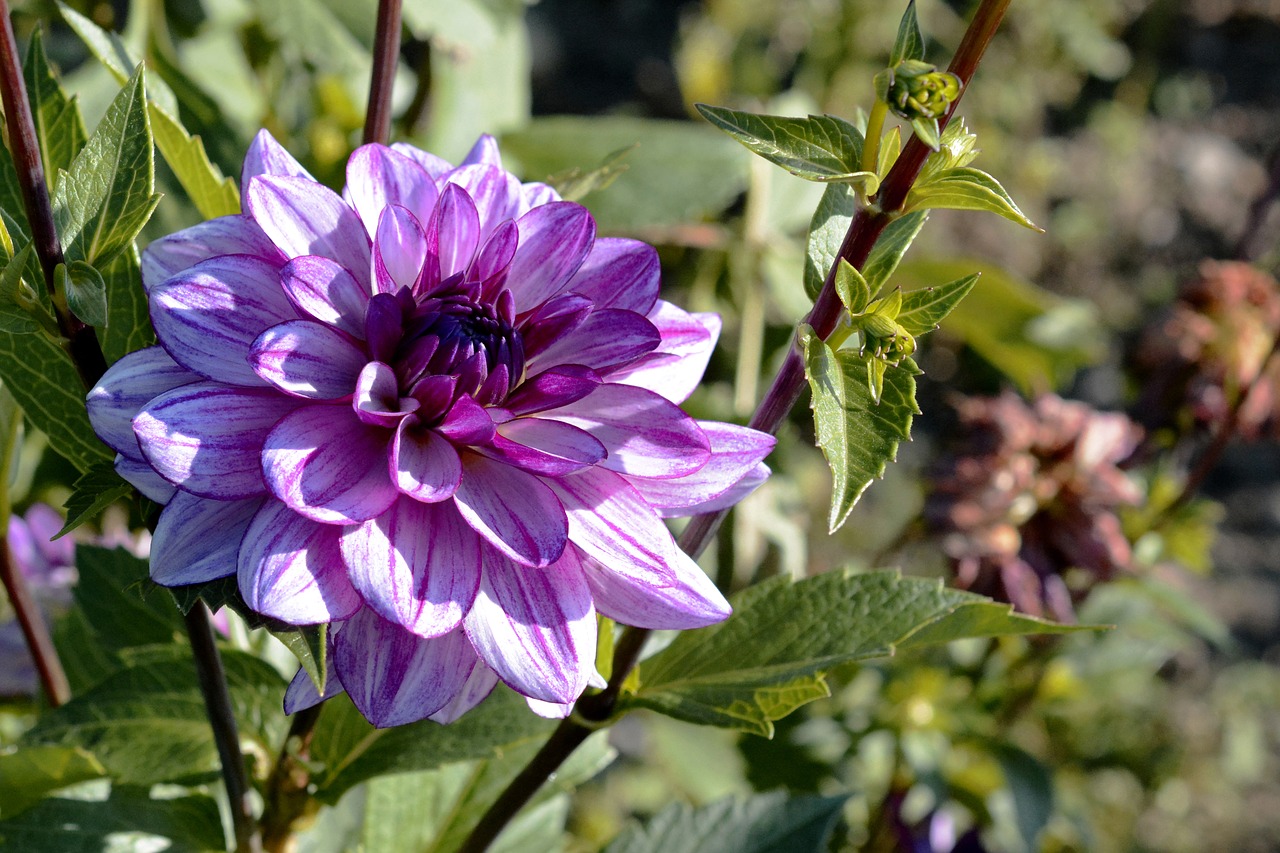 Dahlia, Gėlė, Žiedas, Žydėti, Dahlia Sodas, Vasaros Pabaigoje, Sodo Augalas, Dahlio Gėlė, Rudens Gėlė, Dekoratyvinis Augalas