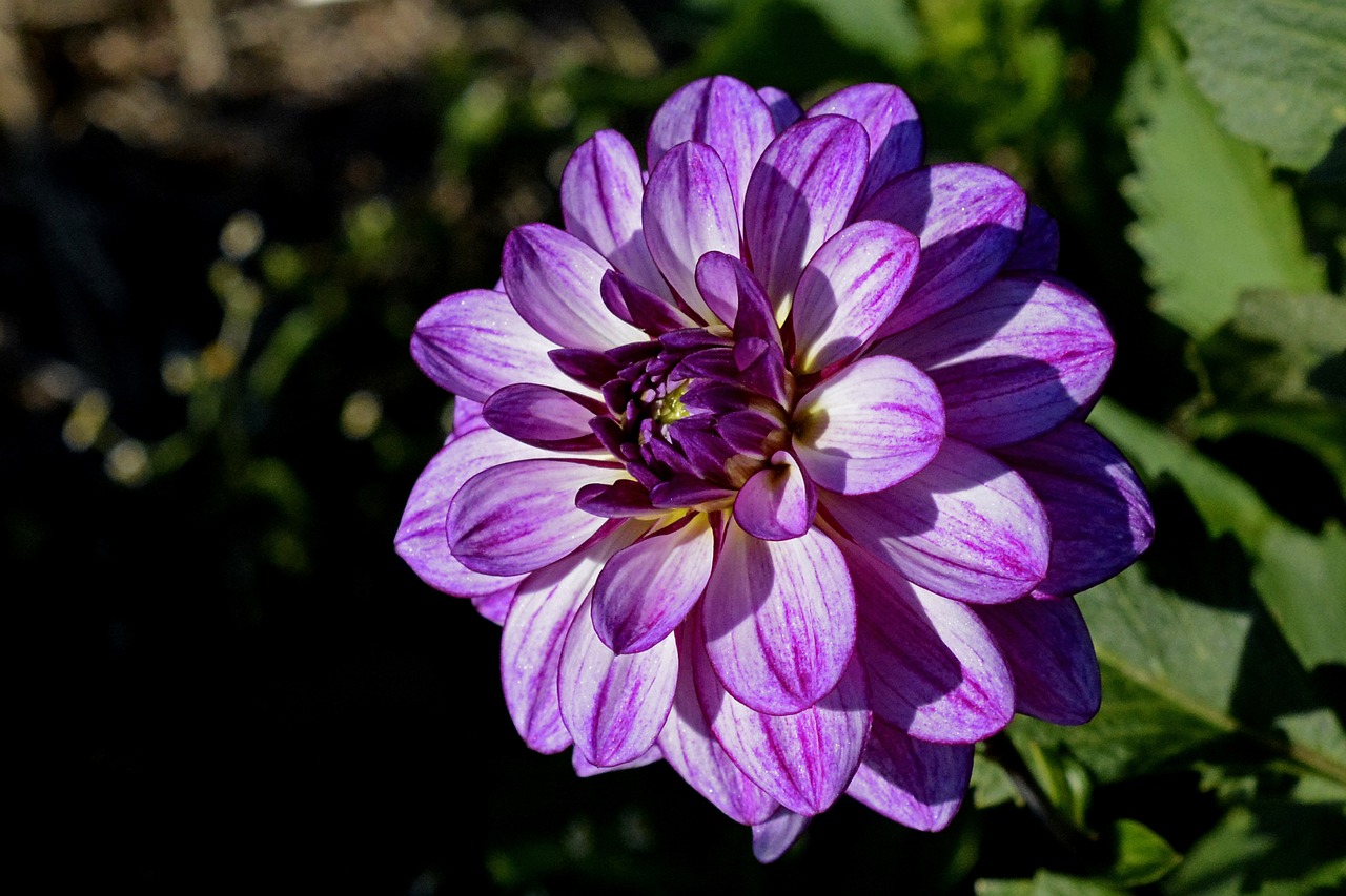 Dahlia, Gėlė, Žiedas, Žydėti, Dahlia Sodas, Vasaros Pabaigoje, Sodo Augalas, Dahlio Gėlė, Rudens Gėlė, Dekoratyvinis Augalas