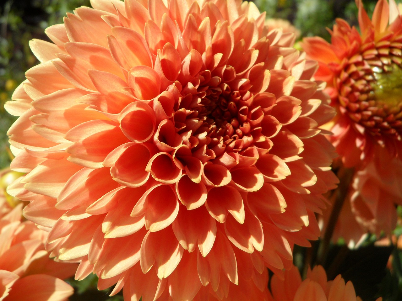 Dahlia, Žiedas, Žydėti, Žydėti, Gėlė, Oranžinė, Nemokamos Nuotraukos,  Nemokama Licenzija