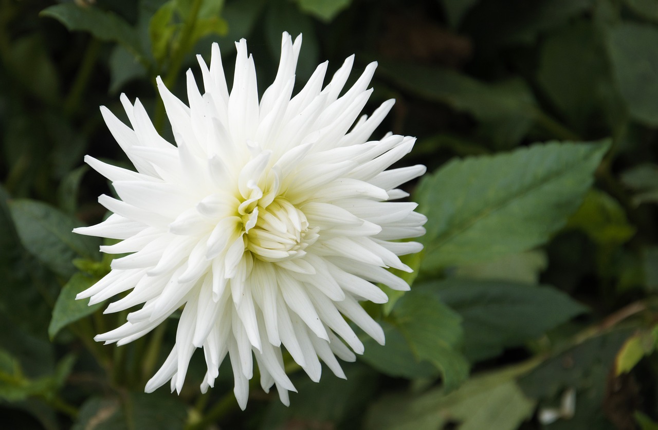 Dahlia, Balta, Gėlė, Gėlių, Augalas, Galva, Žydi, Žiedlapiai, Nemokamos Nuotraukos,  Nemokama Licenzija