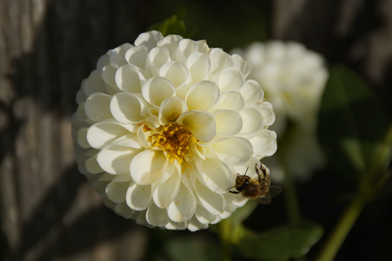 Dahlia, Žiedas, Žydėti, Balta, Gėlė, Vabzdys, Bičių, Ruduo, Nemokamos Nuotraukos,  Nemokama Licenzija