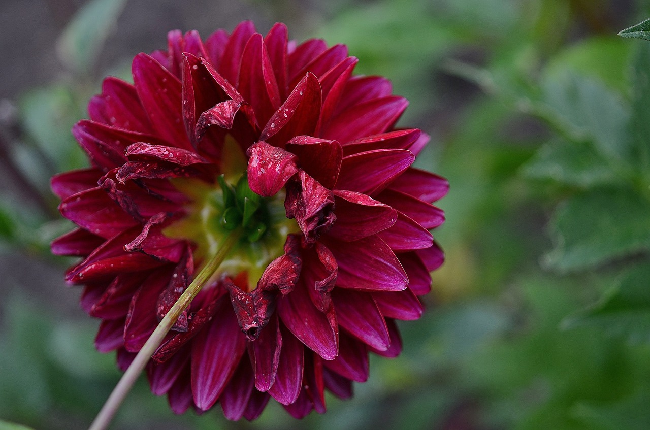 Dahlia, Dervos, Gėlė, Gamta, Sodas, Makro, Išsamiai, Augalai, Gražus, Augalas