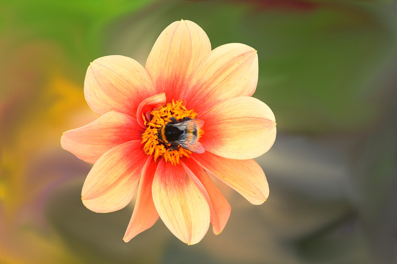 Dahlia, Gėlė, Žiedas, Žydėti, Vabzdys, Bičių, Dahlio Gėlė, Vasaros Pabaigoje, Nemokamos Nuotraukos,  Nemokama Licenzija