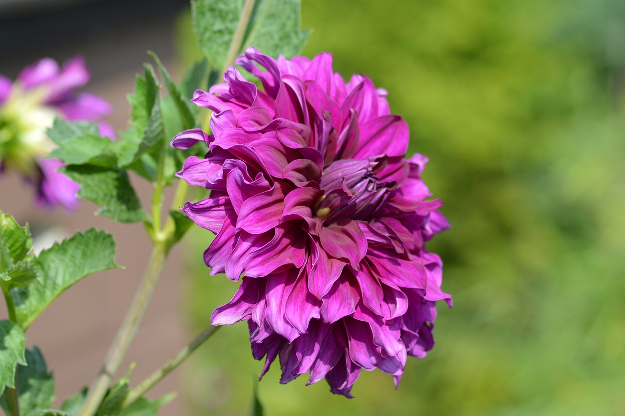 Dahlia, Gėlė, Violetinė, Purpurinė Gėlė, Gamta, Uždaryti, Makro, Žiedas, Žydėti, Nemokamos Nuotraukos