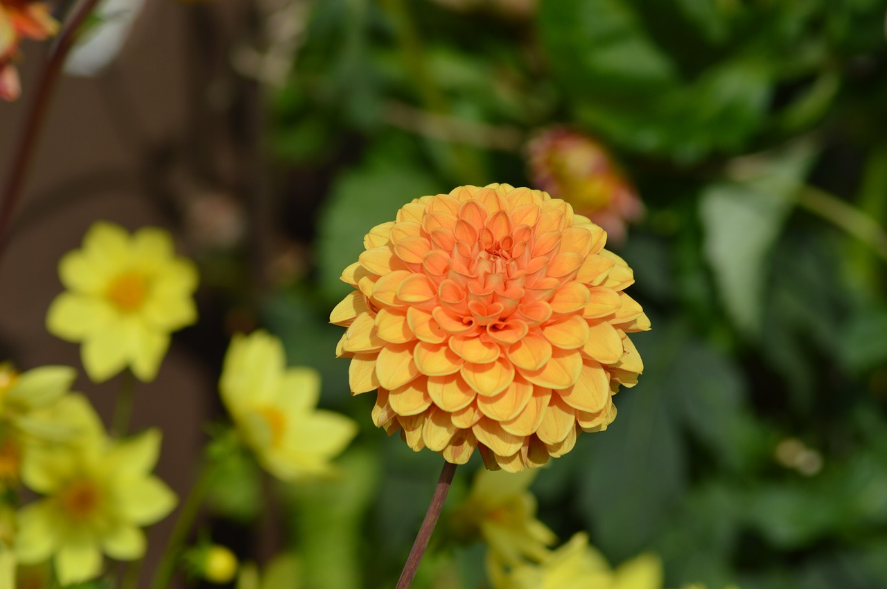 Dahlia, Gėlė, Oranžinė, Oranžinės Gėlės, Geltona Oranžinė, Uždaryti, Sodas, Makro, Žiedas, Žydėti