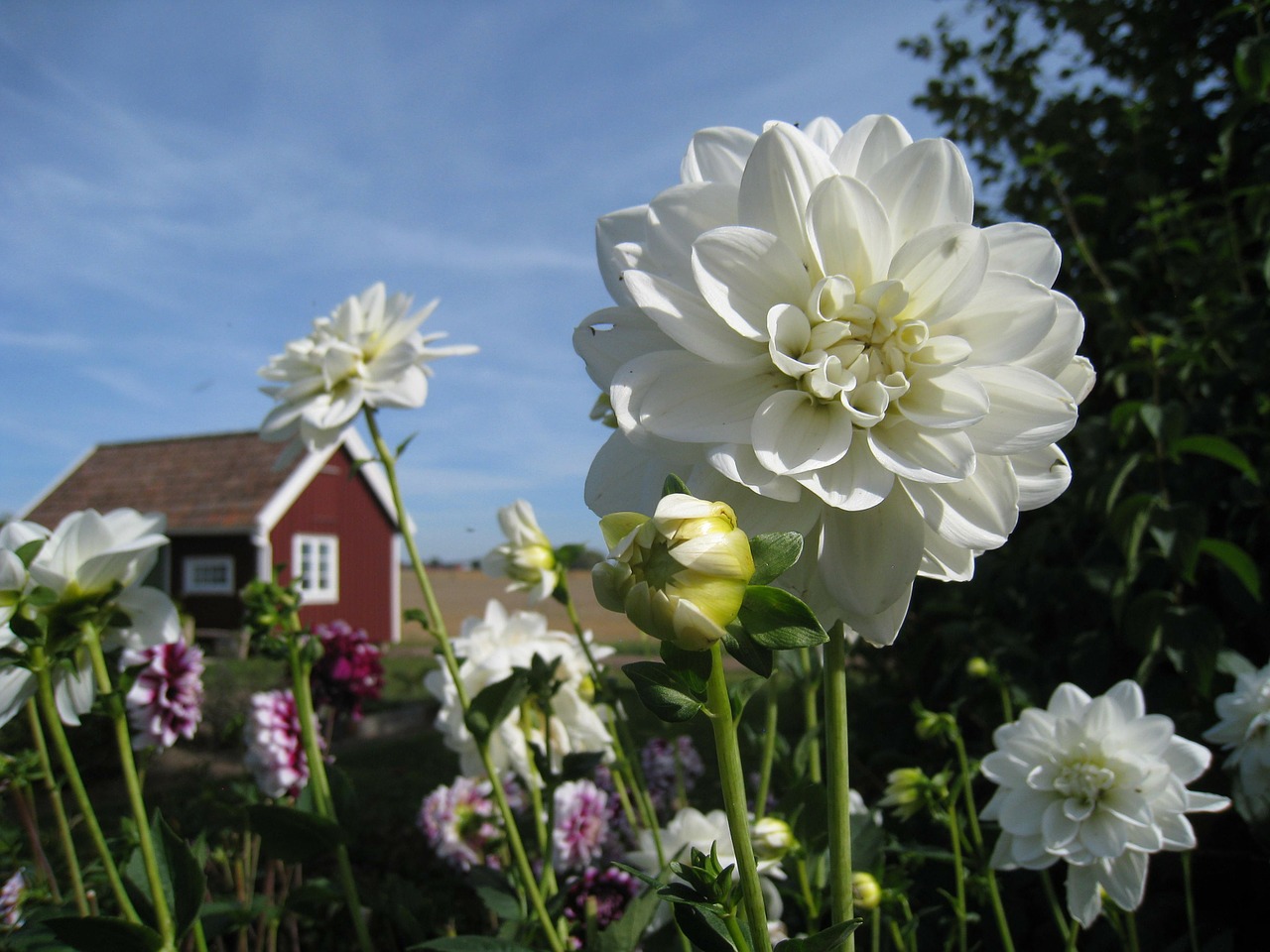 Dahlia, Balta, Namelis, Raudona, Spalvos, Gėlės, Dangaus Mėlynumo, Vasara, Sodas, Nemokamos Nuotraukos