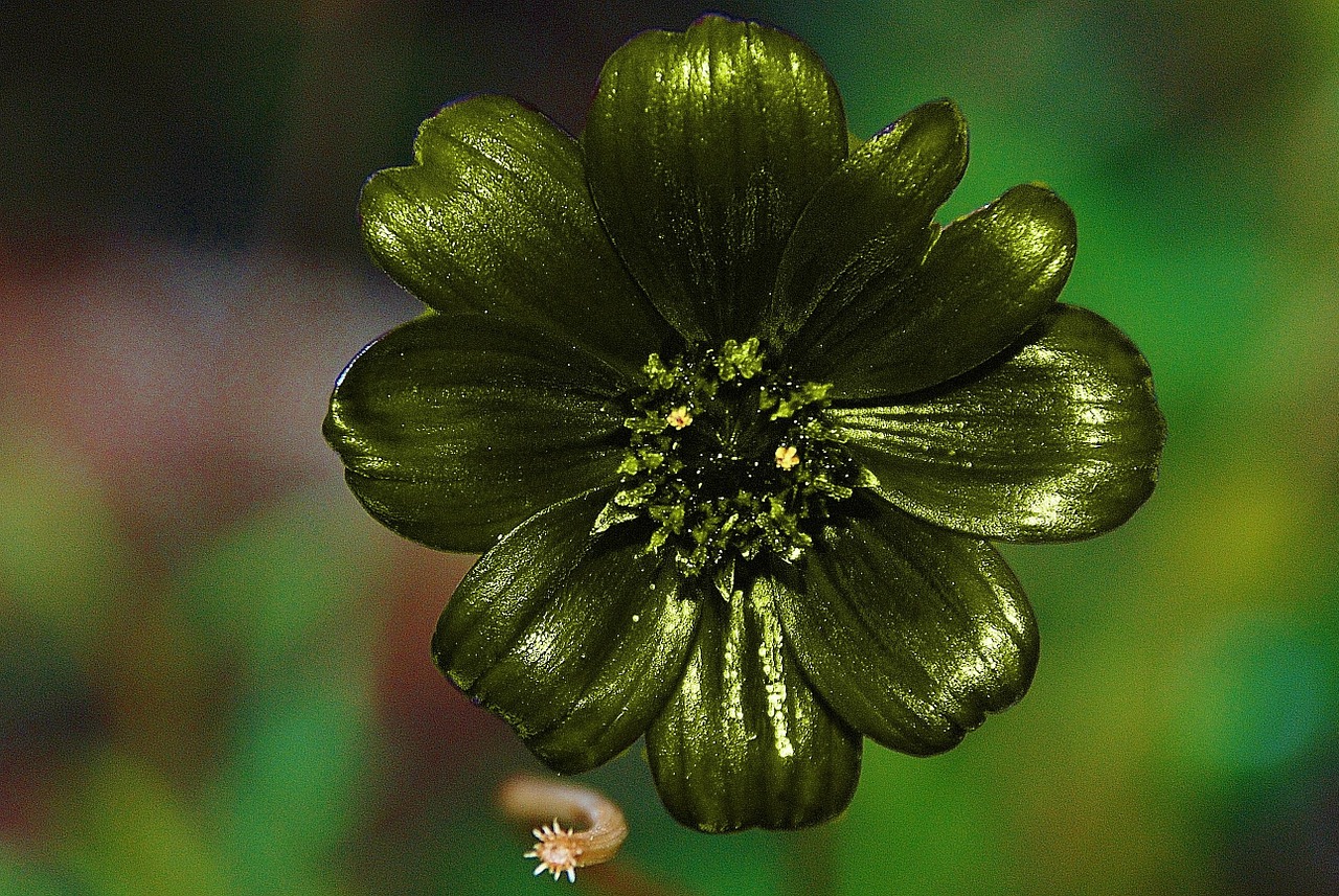 Dahlia, Žalias, Gėlė, Ruduo, Gamta, Flora, Botanikos Žydėjimas, Vasara, Gėlės, Makro