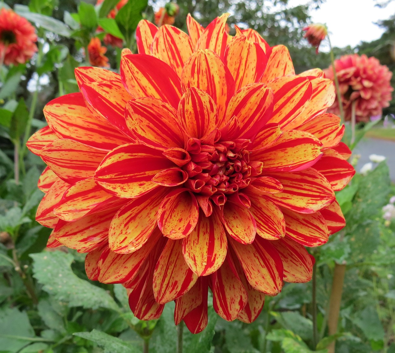 Dahlia, Oranžinė, Raudona, Žiedlapiai, Žiedai, Žydi, Žydi, Žydėjimas, Augalai, Žalias